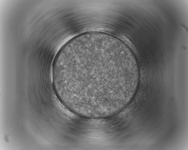 X0000099301036200805301129