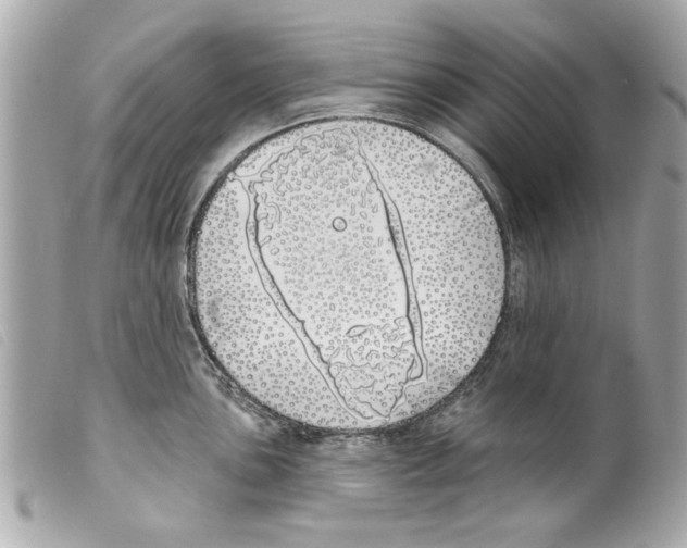 X0000099301051200805301129