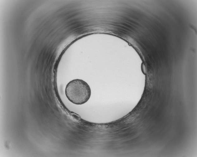 X0000099301096200805301128