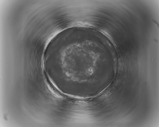 X0000099301128200805301127