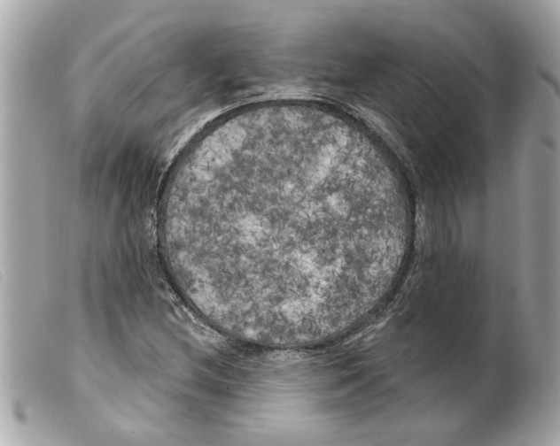 X0000099301212200805301126