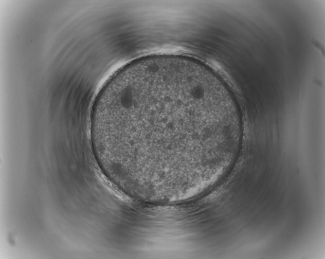 X0000099301232200805301126