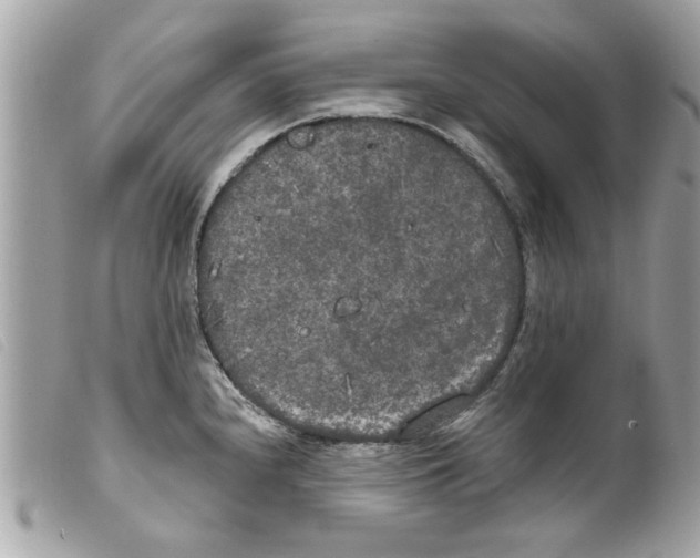 X0000099301240200805301126