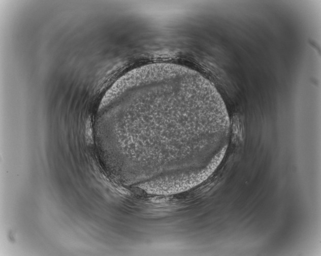 X0000099301252200805301126