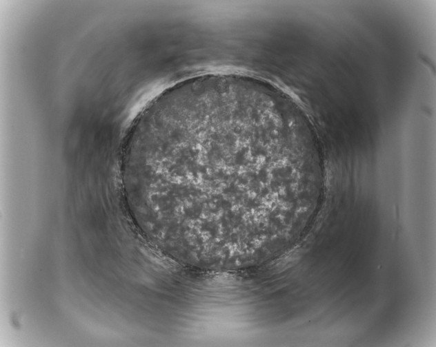 X0000099301263200805301126