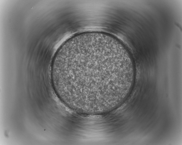 X0000099301325200805301125