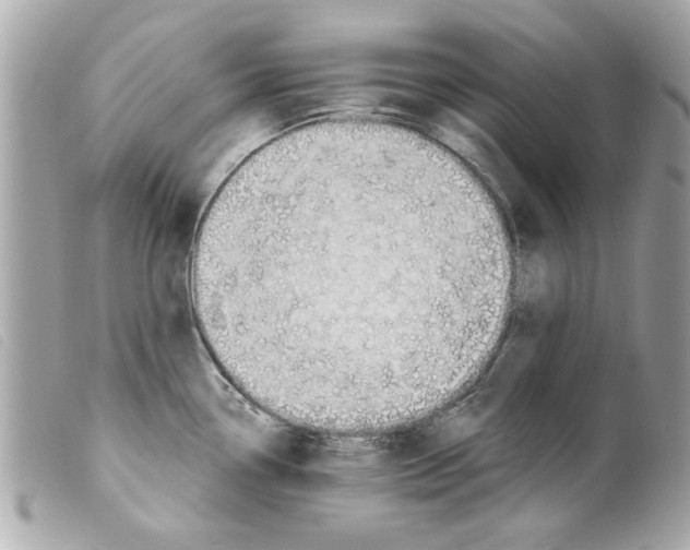 X0000099301338200805301125