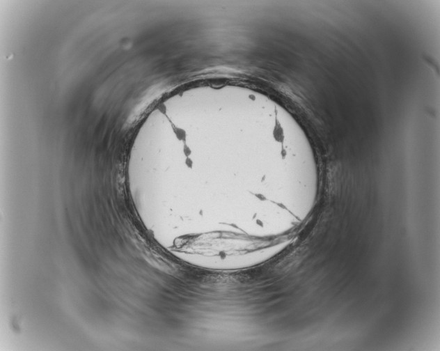 X0000099301355200805301124