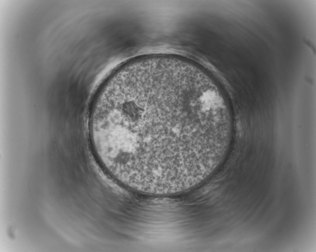 X0000099301416200805301123