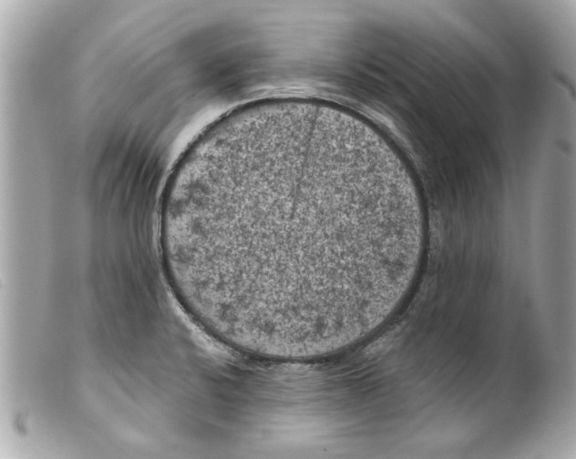 X0000099301424200805301124