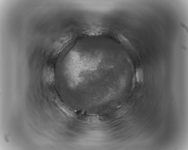 X0000099301444200805301123