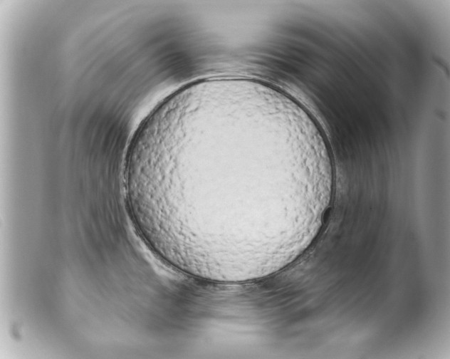 X0000099301485200805301123