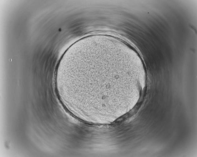 X0000099301533200805301123