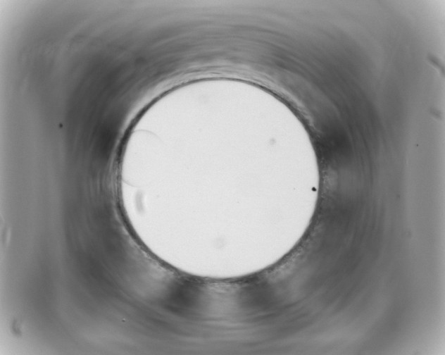 X0000099311514200805020721