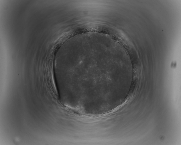 X0000099310029200805021324