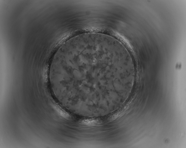 X0000099310065200805021324