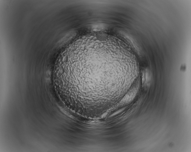 X0000099310269200805021321