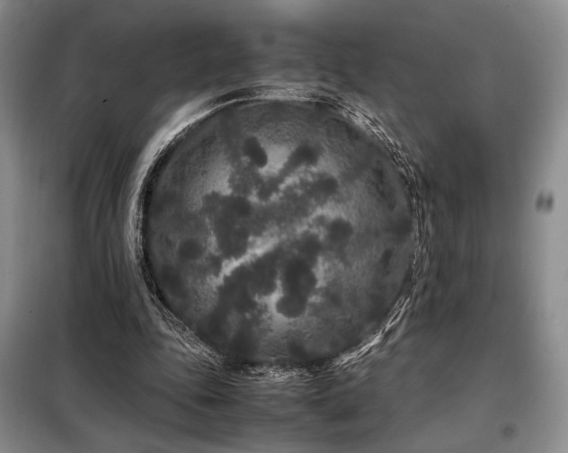 X0000099310343200805021319