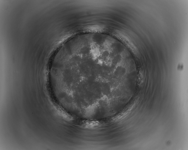 X0000099310355200805021319