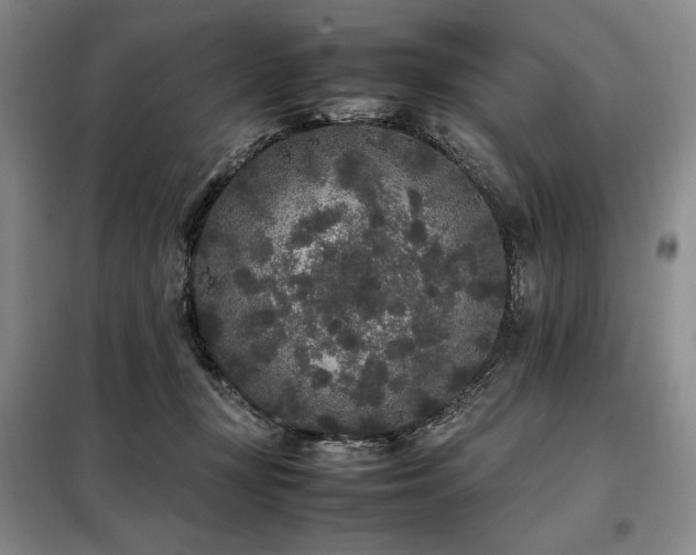 X0000099310367200805021319