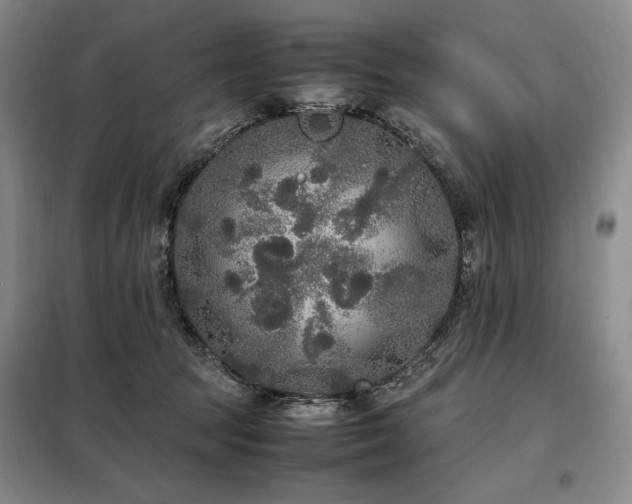X0000099310369200805021319