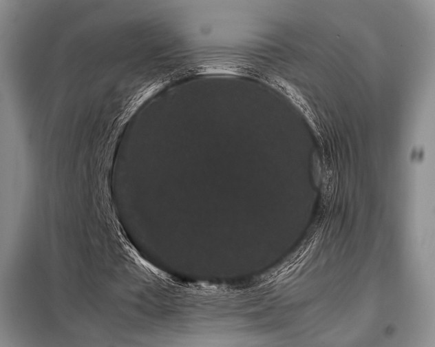X0000099310385200805021319