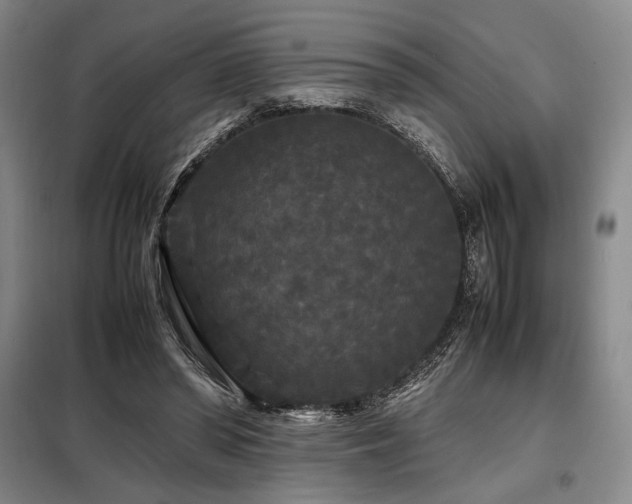 X0000099310398200805021319