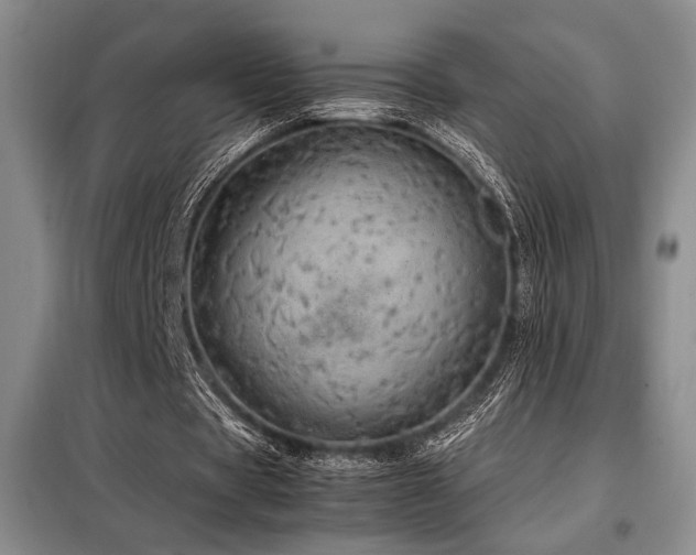 X0000099310529200805021316