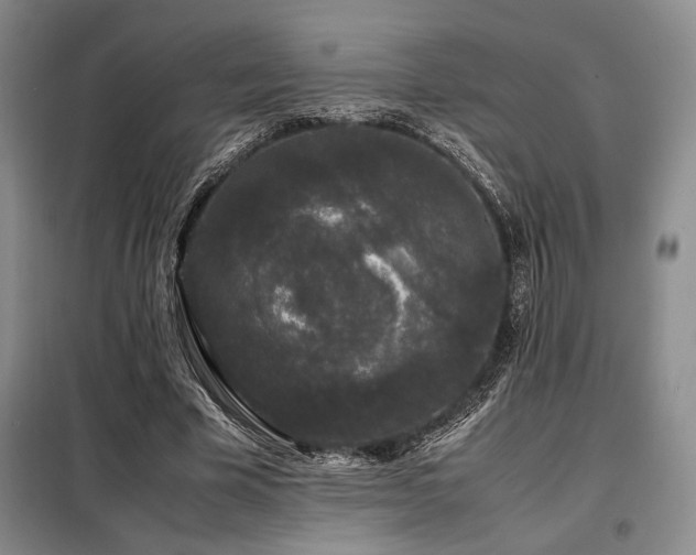 X0000099310585200805021316
