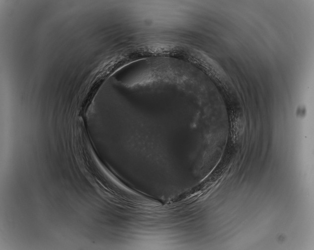 X0000099310644200805021315