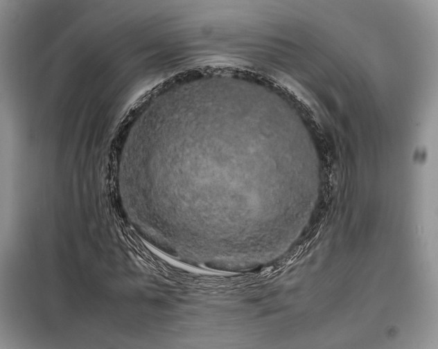 X0000099310775200805021313