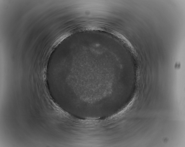 X0000099310785200805021313