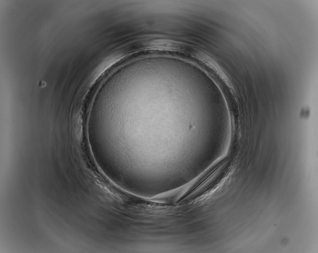 X0000099310829200805021312