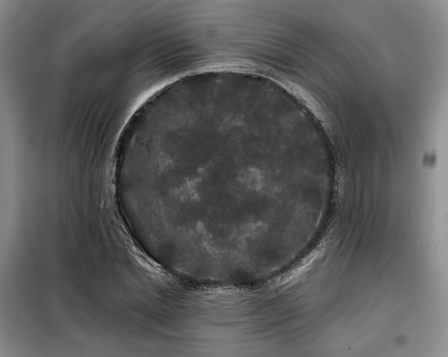 X0000099310830200805021312