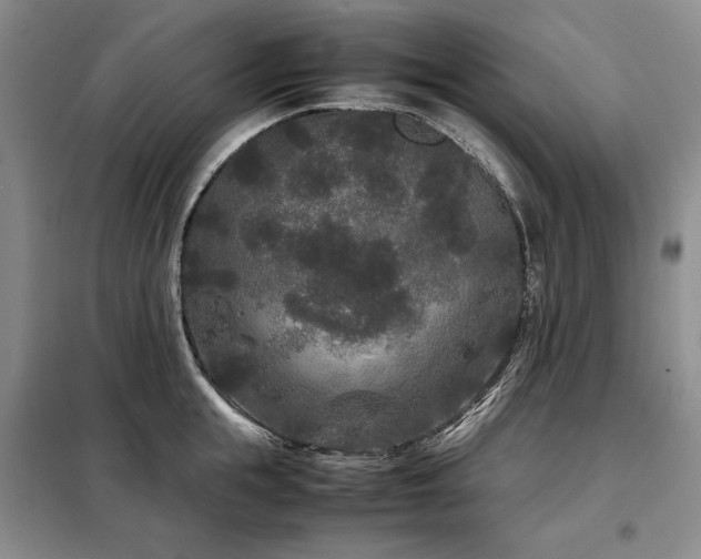 X0000099310855200805021312