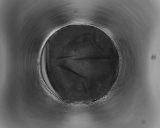 X0000099310864200805021313