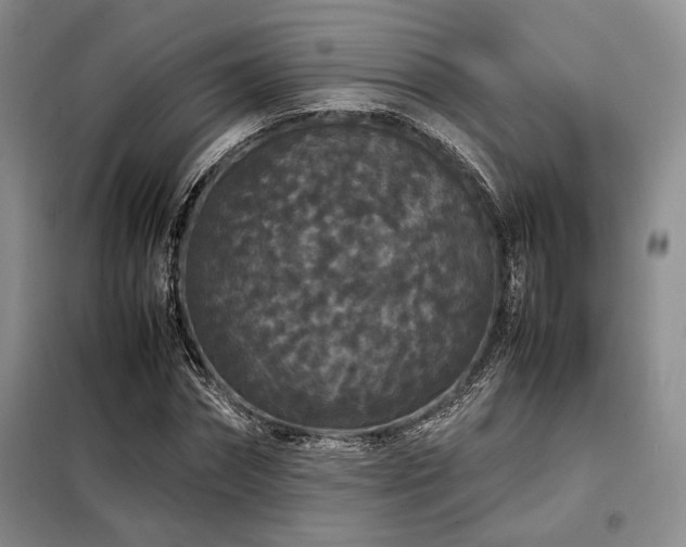 X0000099310874200805021312