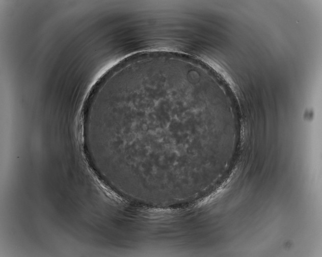X0000099310925200805021311