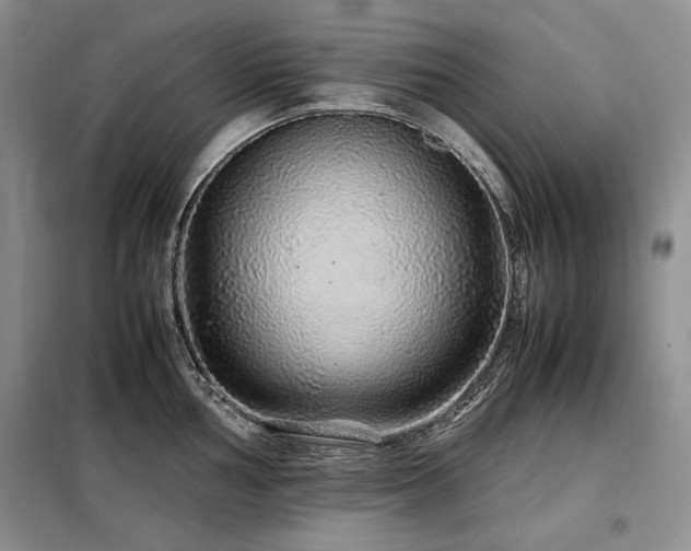 X0000099311002200805021310
