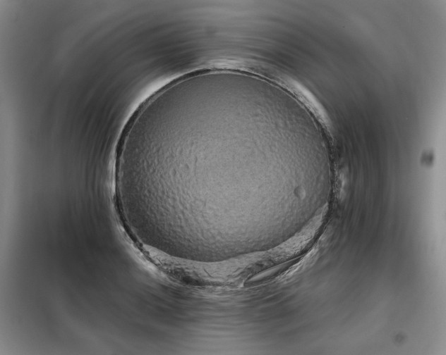 X0000099311036200805021309