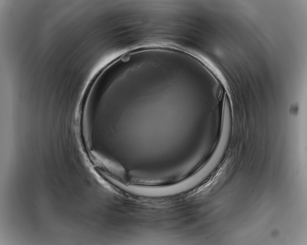 X0000099311053200805021310