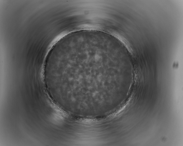 X0000099311074200805021309