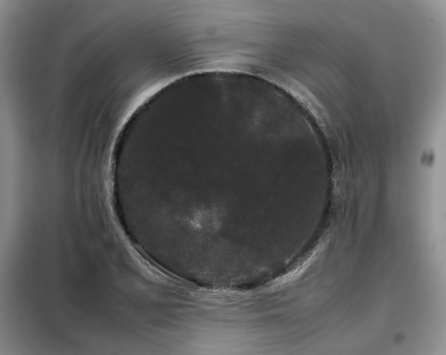 X0000099311077200805021309