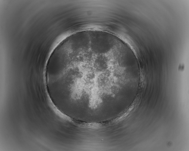 X0000099311090200805021308