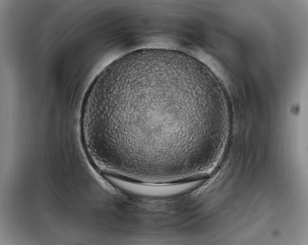 X0000099311237200805021306