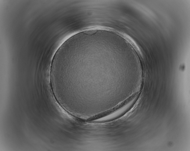 X0000099311244200805021307