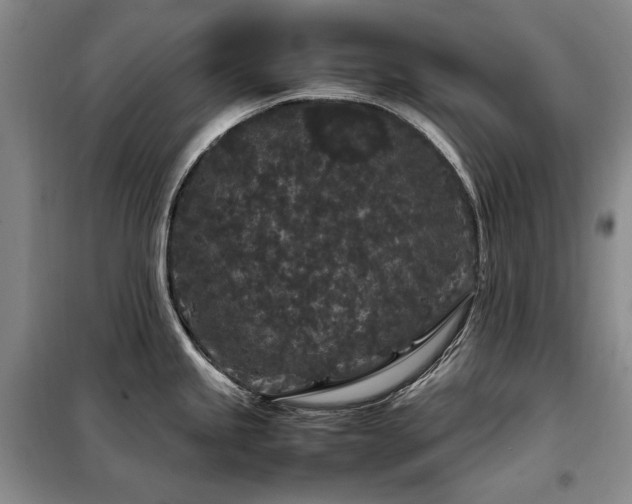 X0000099311245200805021307