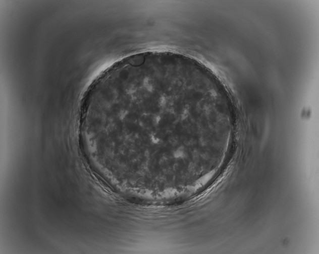 X0000099311263200805021306