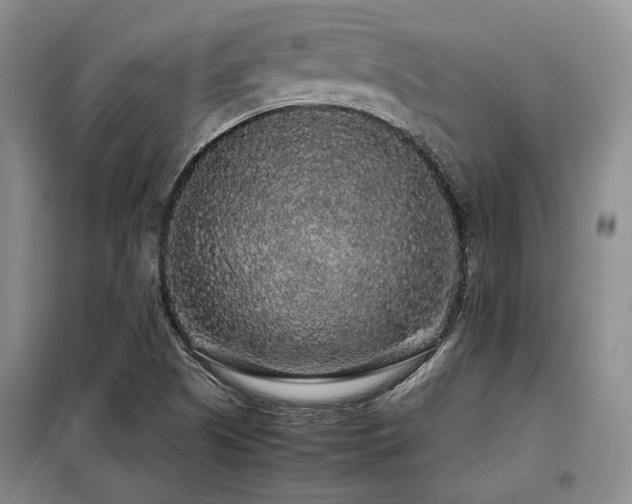 X0000099311505200805021302
