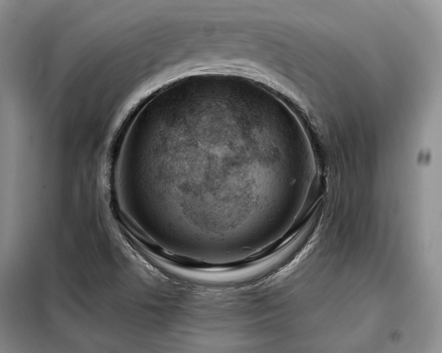 X0000099311506200805021302
